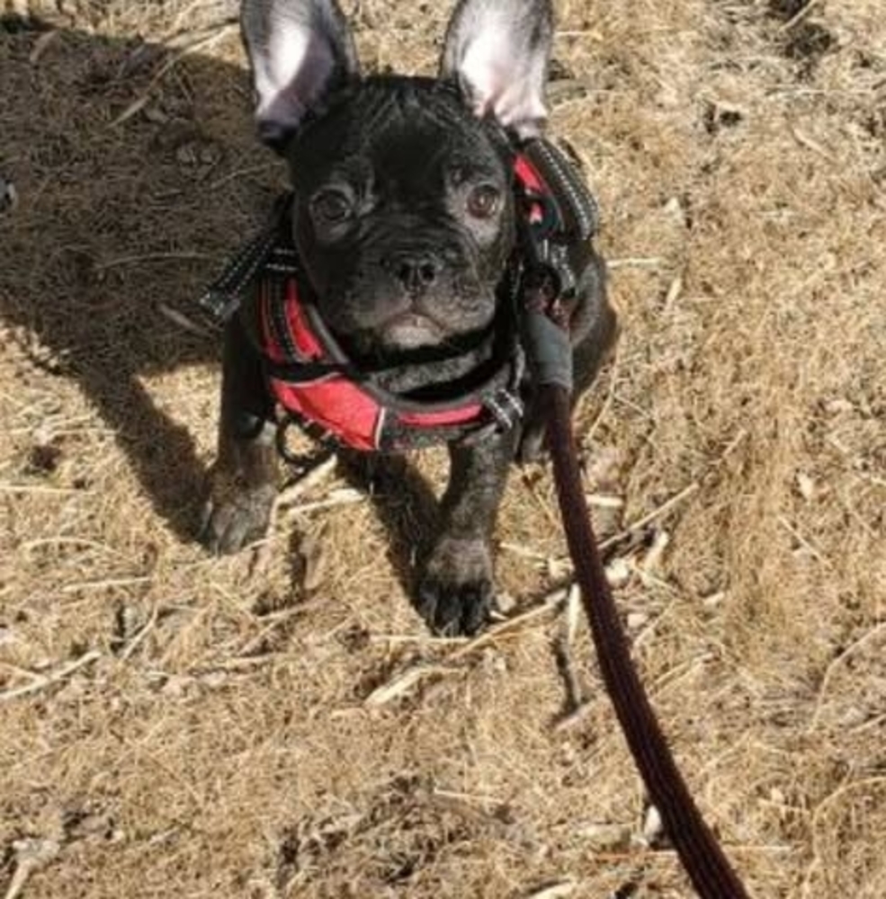 Meet your Posher, Apollo